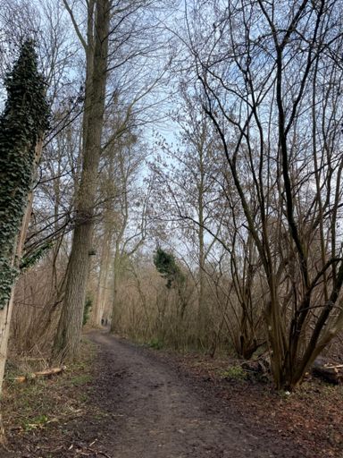 wet and muddy forest trails