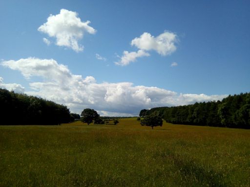 This is actually a photo of the bridle way. Grassy.