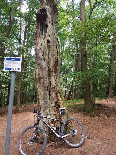 Bildeiche am Hahnenkamm