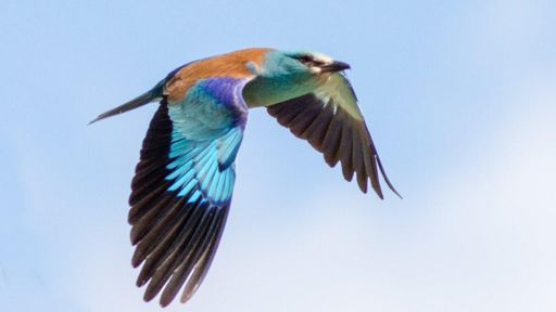 Croisé un rollier vers Cumiès