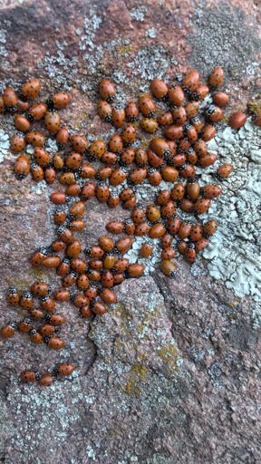 Ladybugs!! They love the summit of Green Mountain for some reason
