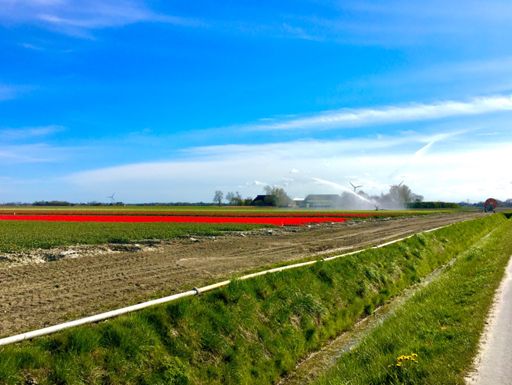 Tulpen te Vierhuizen boven Spijk