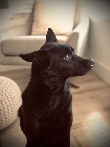 I know everyone thinks their dog is the cutest dog out there, but this guy is just the bestest little buddy there ever could be. 🥰