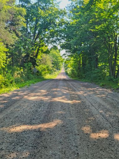 🦟 🦟 🦟 The Dusty Mosquito 🦟