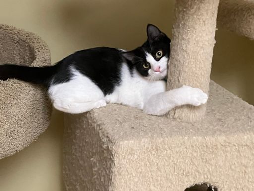 Minnie in the cat tree