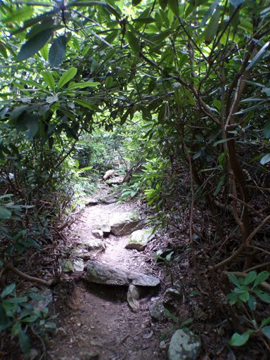 rhododendron tunnel over AT on way to Mt. Minsi