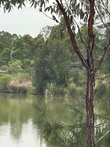 I watched Willy Wag tail bird for a while - darting from tree to tree looking for insects in the bark of the trees. 