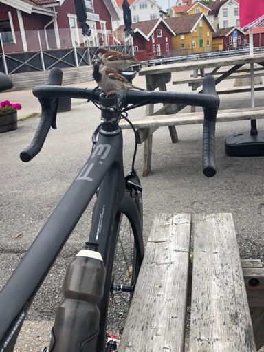 Två gråsparvar på Storcken.