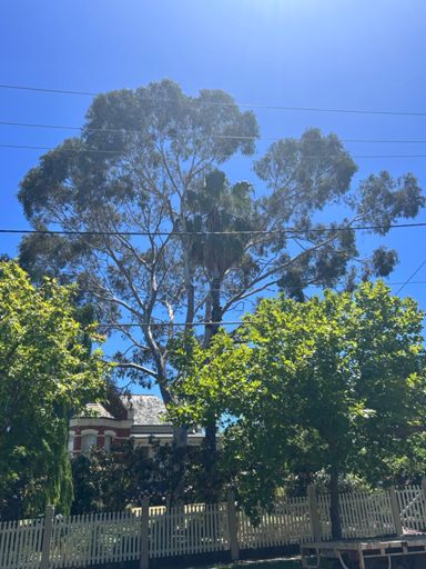 Eucalyptus and Palm growing and living in HARMONY.