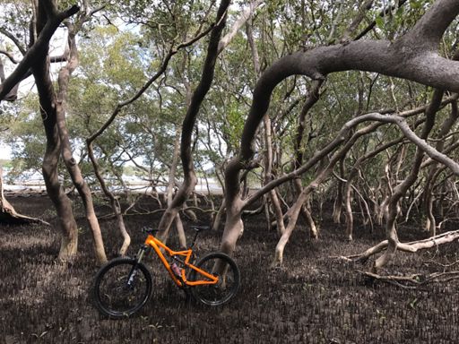 Mangroves
