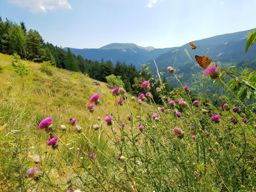 Rando famille Les bois de Falcon