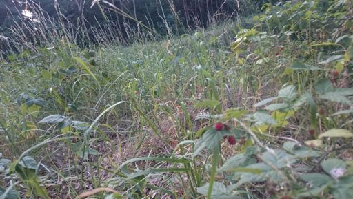 Susza wywarła wielkie spustoszenie. Maliny się kończą