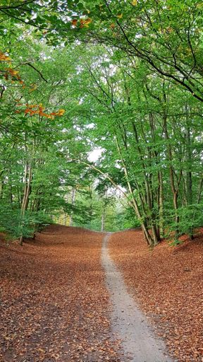 Idylisch breed pad op de Vrachelse Heide