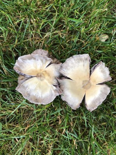 Lots of these popping up all over...