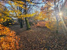 Dans les coins de Wuestenberg