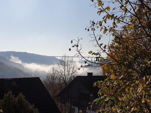 Die Haselnuss gibt die Sicht wieder frei