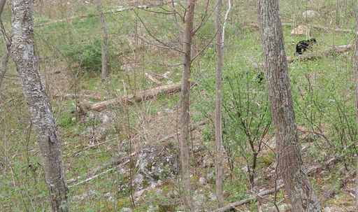 Easier to see all 3 here... (Hint: one cub likes to lag behind a lot)