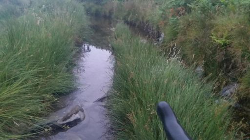 No ducks in the water