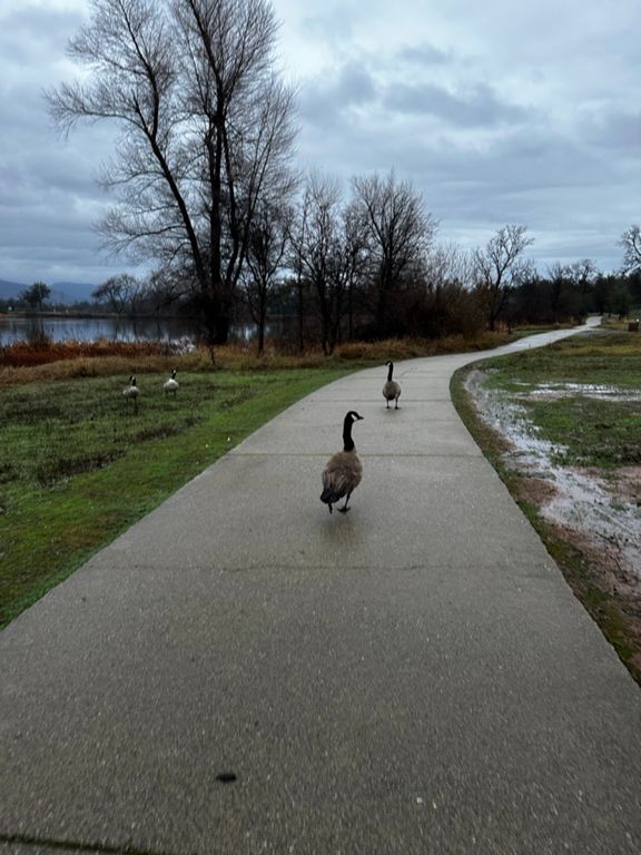 2024 BAC Gravel Redding to Muletown Road 30.8 mi Gravel Riding