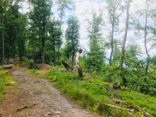 Kammtrail in Richtung Gipfel.