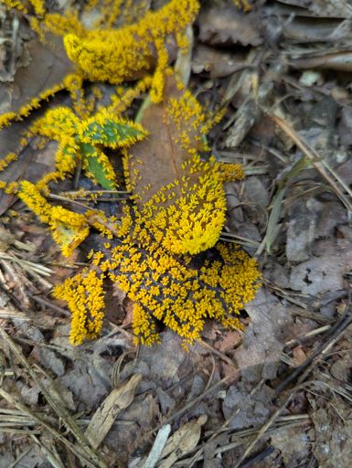 Slime mold!