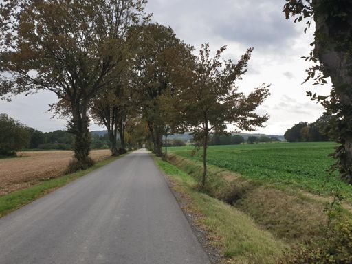 Hainbuchenallee ! Das es sowas gibt
