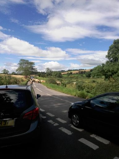 Moo Moo crossing 🐄🐄