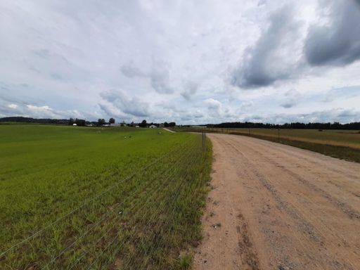 Z lewej krówki, z prawej merynosy