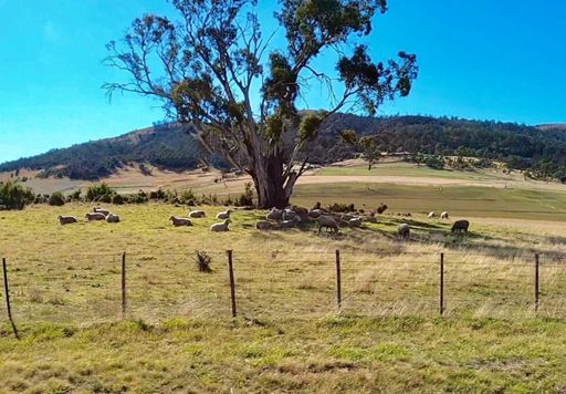Not a bad place to hang out if you're a sheep?