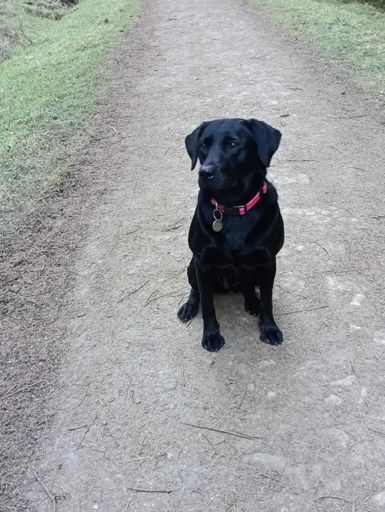 Willow waiting for her ball......