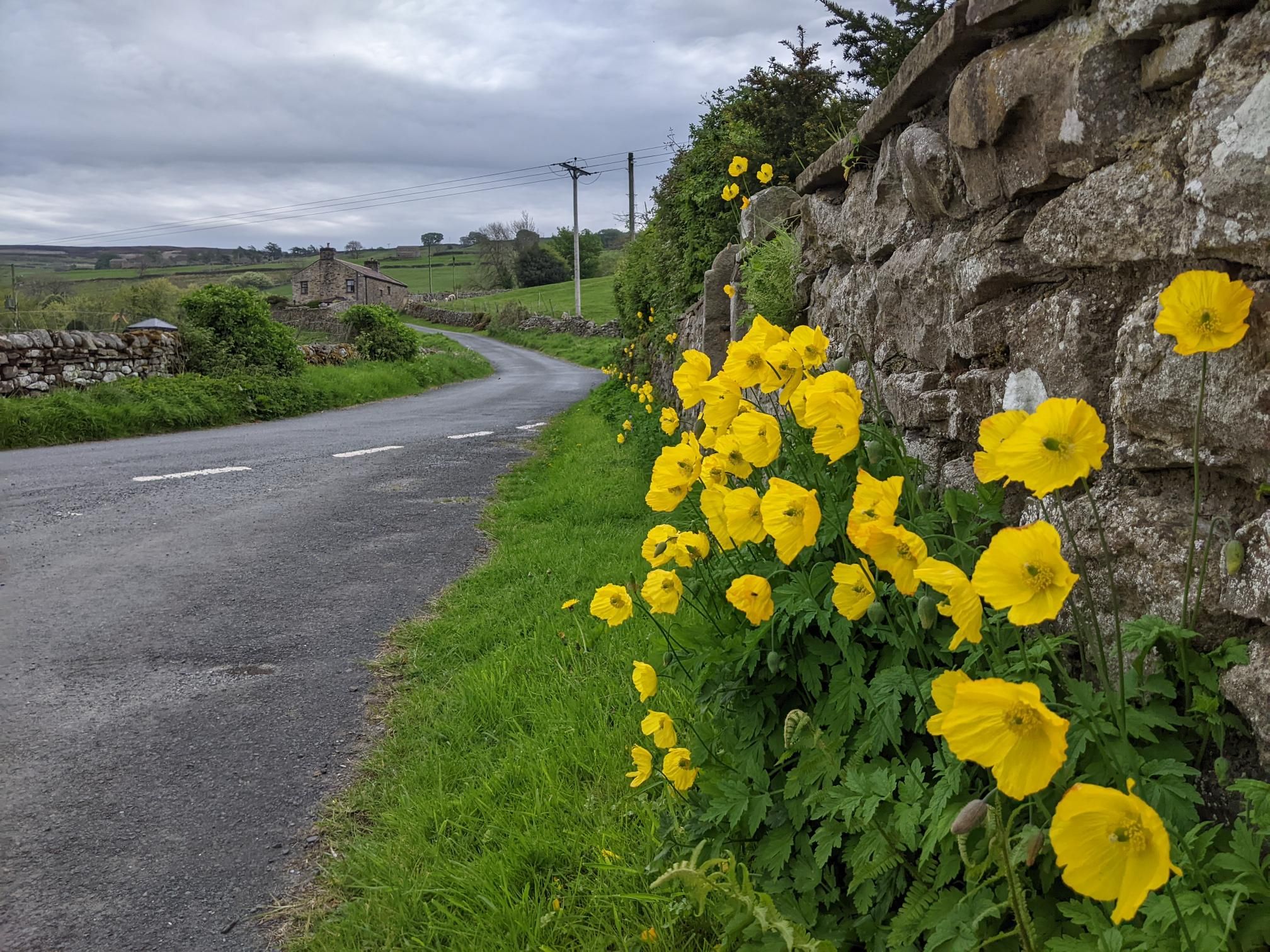 Herriot Way day 3 photo 13