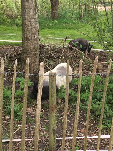 Leuke ‘huis’ varkentjes😜
