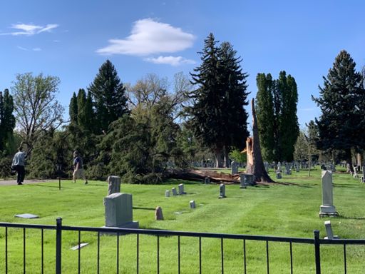 There’s that tree from yesterday