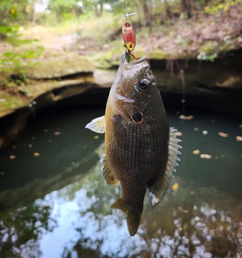 Green Sunfish