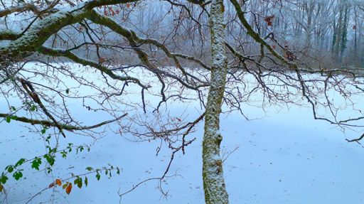 Etang bas du Chatenay