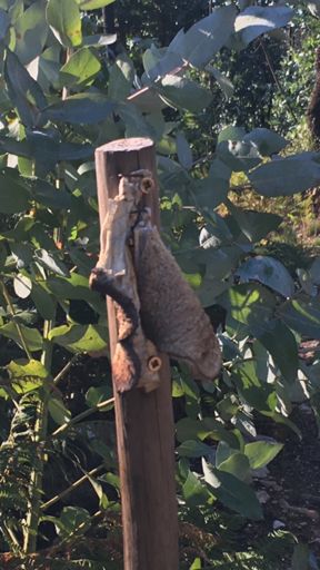 Après les incendies de 2017