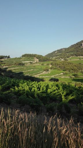 Vignes beaumes de venise