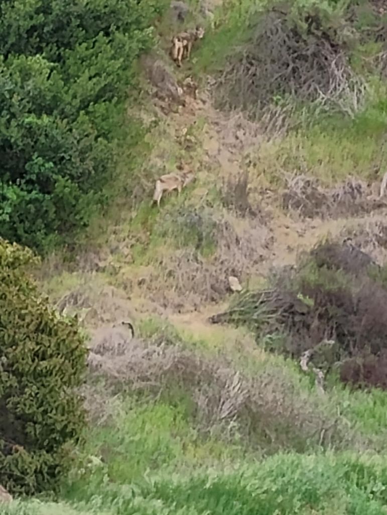 NBB run - Lake Hollywood: фото 158