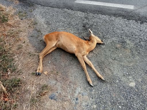 SP181 Bosco Marengo-Cantalupo, km 3.5 l'ennesima vittima animale