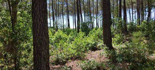 Dune du Pyla au fond entre les arbres 🌲
