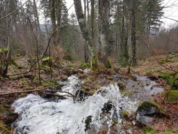 Trotte belfosse champ du feu