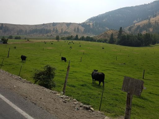 Black cows and green pasture.