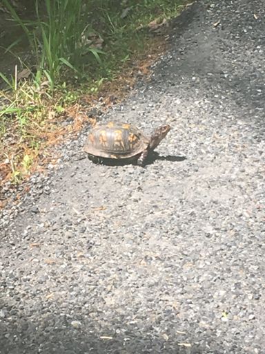 Turtle said that I wasn't going much faster...
