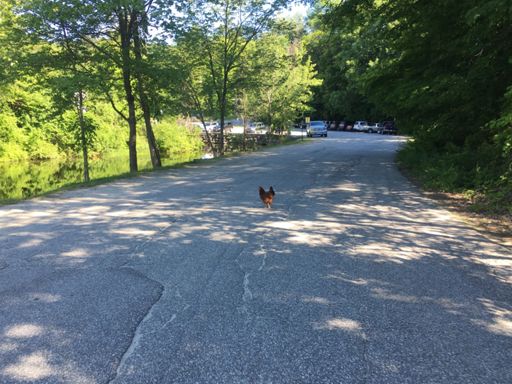 Why does the chicken cross the road?