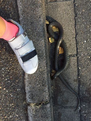 Schöne Schlange, aber leider tot. Dient vielleicht noch als Schlauchreifen ;-))