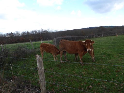 Deux à tête la pauvre vache