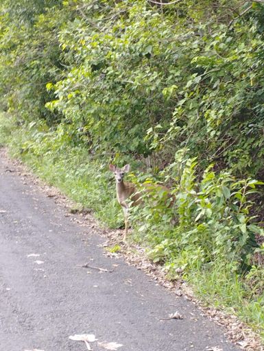 🦌mansitica estába