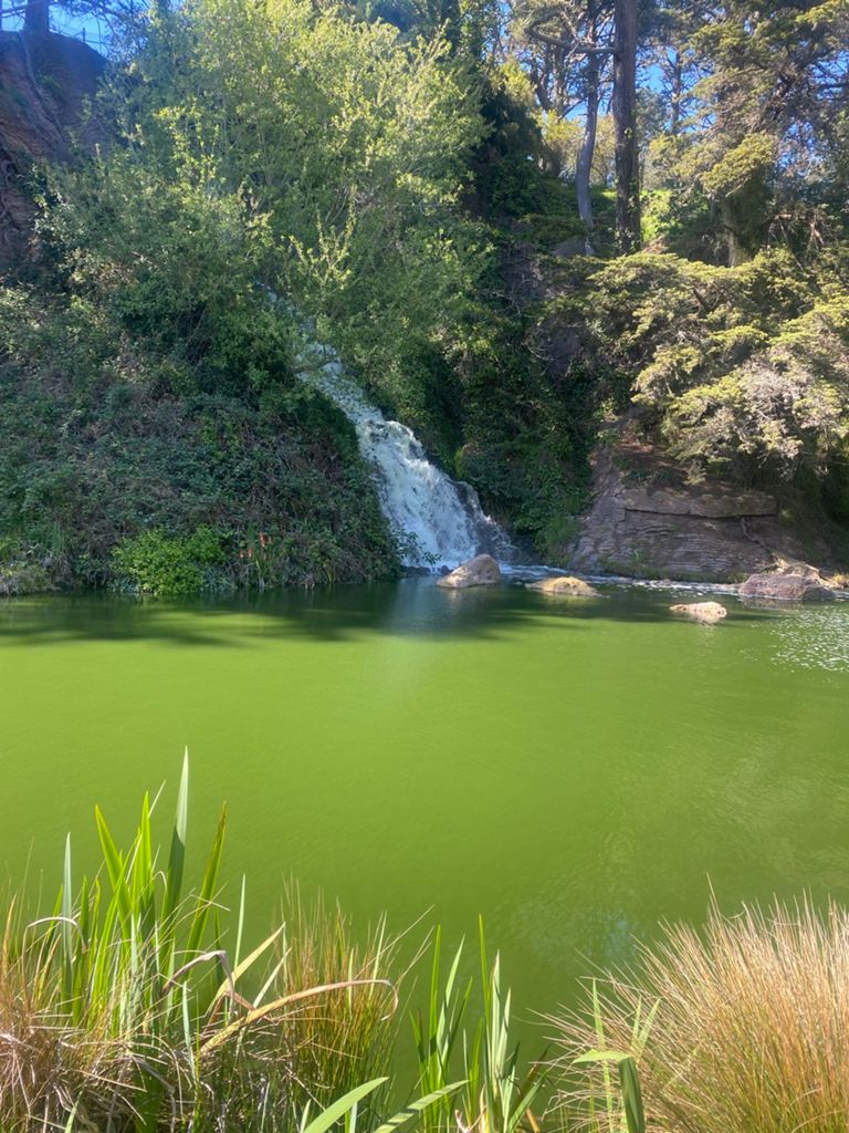 Butterlap (Presidio & Golden Gate Park) photo 2