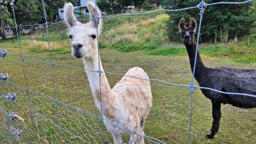 Alpacas at Higgins Steam Museum (Pigeon Valley near Wakefield). Cute as.