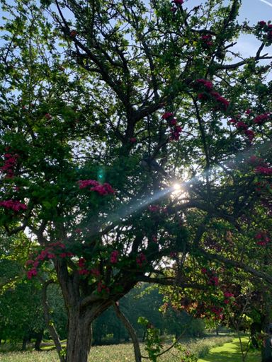 Wood Pigeon resting…